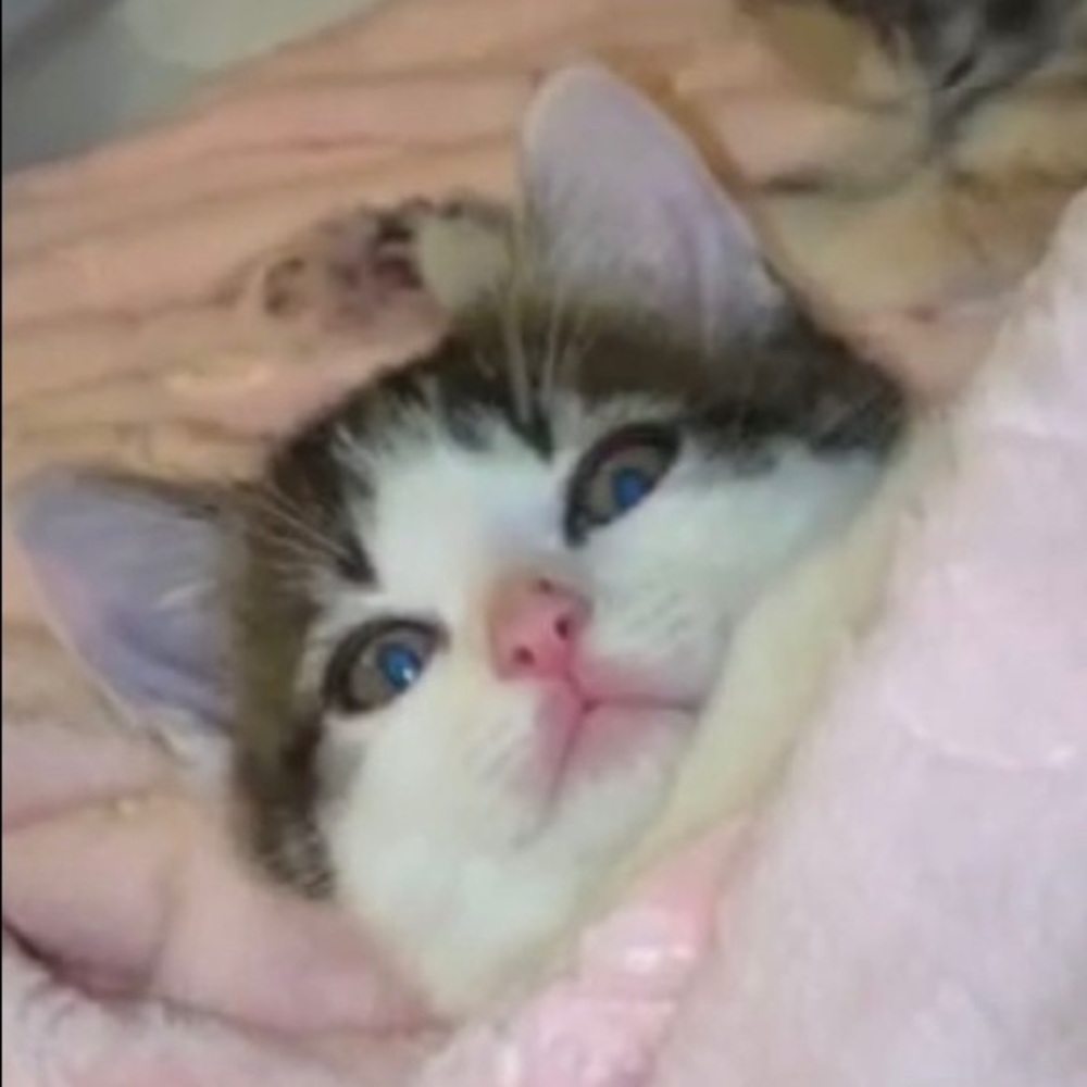 Meet your Posher, Caisey